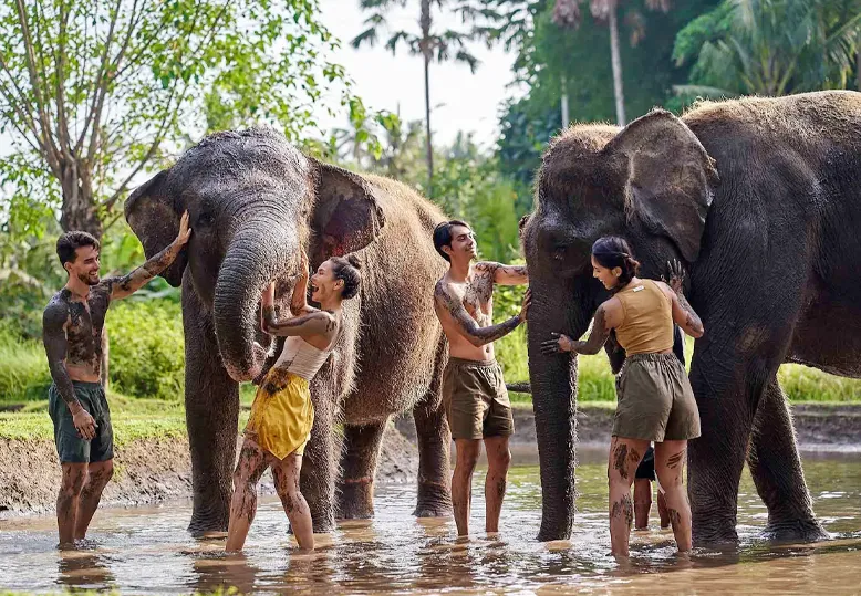 Bali Zoo Elephant Mud Fun | Bali Made Tour