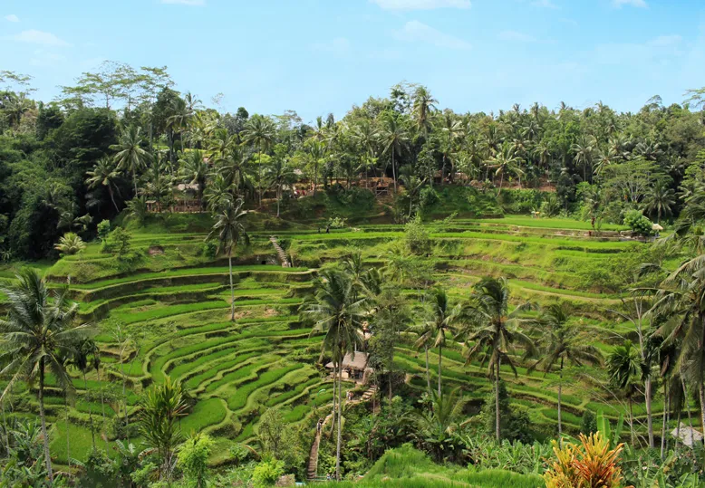 Tegalalang Rice Terrace | Bali Cultural Daily Coach